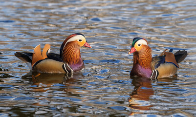 Two beautiful swimming mandarin ducks (male). Aix galericulata. Place for text.