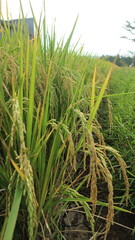 Rice field. Closeup of yellow paddy rice field with green leaf and Sunlight in the morning time.