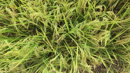 Rice field. Closeup of yellow paddy rice field with green leaf and Sunlight in the morning time.