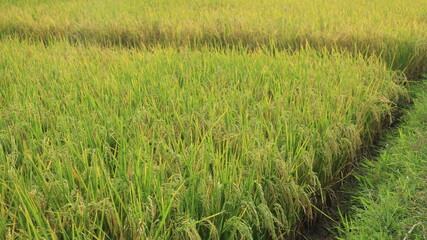 Rice field. Closeup of yellow paddy rice field with green leaf and Sunlight in the morning time.