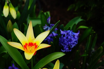 Bright yellow tulip with red center and blue blurred giacinto on the background