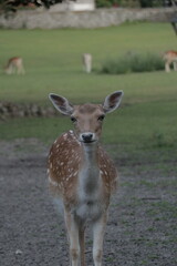 Deer in a grass field in small petting zoo in a park
