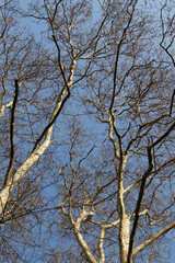 Bare trees against a blue sky. Autumn or spring sunny day, glare, plants in forest or garden, grove, nature, white tree bark. Change of seasons, flora. High quality photo