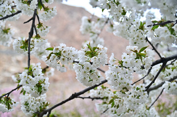 Selective Focus of Beautiful White Apricot Flowers During Spring in Northern Pakistan