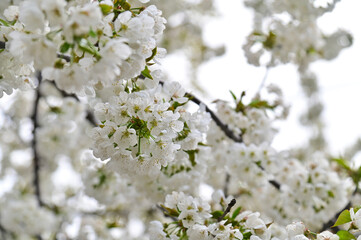 White Apricot Flowers in Bloom on Apricot Trees