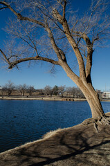 Fototapeta na wymiar tree by the lake with clear blue sky