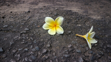 Frangipani flowers falling on asphalt in autumn.