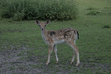 Naklejka na ściany i meble Deer in a grass field in small petting zoo in a park