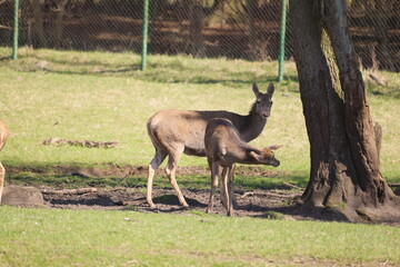 Two deer stand by an old tree