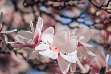 magnolia tree blossom close up