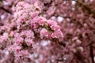 Spring time in nature with blooming tree. Blossoming apple tree.