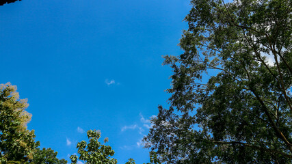 Looking up in the middle of a forest, view of beautiful trees and a blue sky with white clouds and sun rays