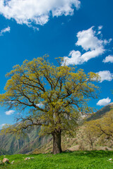 tree in the field