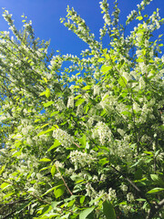 Blooming white bird cherry against blue sky. Close-up. Nature background.