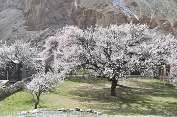 Beautiful Scenery of Pink Apricot Trees in Blossom in Northern Pakistan