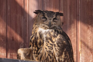 Eurasian Eagle-owl in closeup