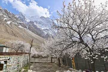 White Apricot Blossoms in Spring with Snow Mountain in Hunza Valley, Northern Pakistan