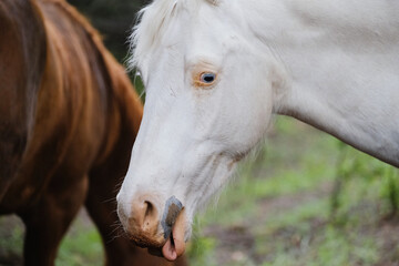 Young white horse rolling tongue closeup from Texas farm field.