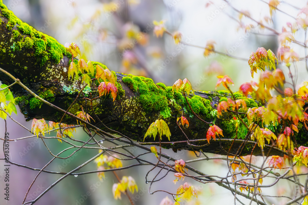 Canvas Prints bright green moss growing on the dead branch in the woods with a colorful background adds to the sce