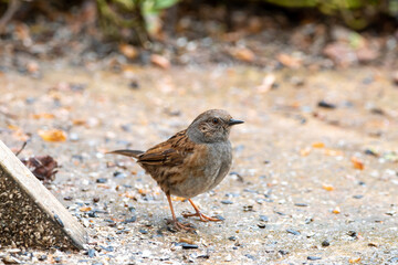 Hedge Sparrow Dunnock bird. A
 shy bird common in English gardens. Selective focus on the eye of the bird.