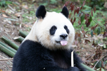 Playful female panda, Yuan Run, Chengdu Panda Base, China
