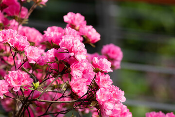 Close up bright pink Azalea flowers,
