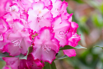 Close up bright pink Azalea flowers,