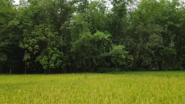 rice field and tree landscape video footage, bogura, bangladesh