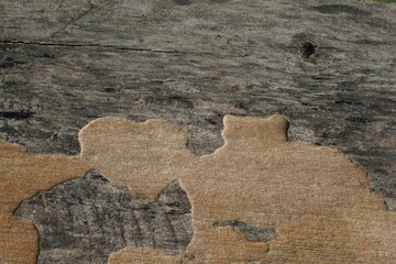 Old wood - The texture of an old, dry tree without bark, gnawed by a bark beetle.