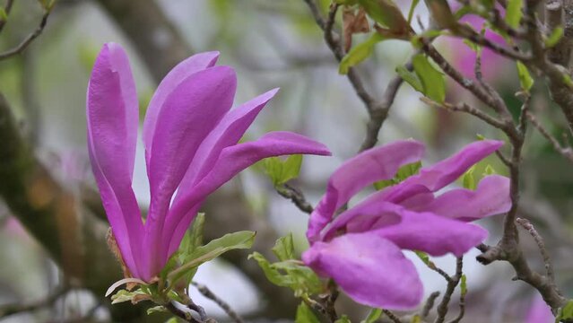 Magnolienbl&uuml;te im Fr&uuml;hjahr, Magnolia, Bayern, Deutschland