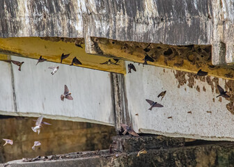 Red Rumped Swallow