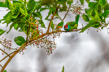 A Blue throated barbet ready to take off