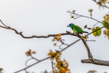 A Blue throated barbet perching