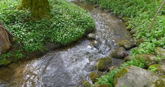 Bach flie&szlig;t durch eine naturbelassene Landschaft im Fr&uuml;hling, Bayern, Deutschland