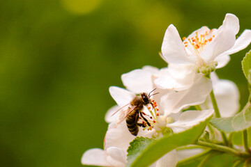 bee close-up on a flowering tree