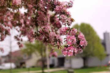 Spring time in nature with blooming tree. Blossoming apple tree.