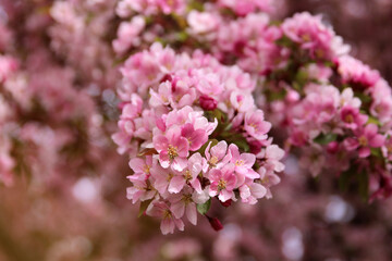 Spring time in nature with blooming tree. Blossoming apple tree.