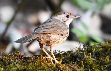 robin on a branch