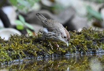 bird in the garden
