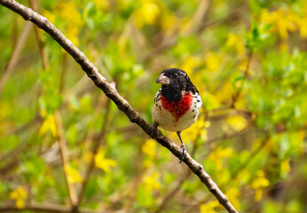 Young adult male rose-breasted grosbeak with black spots on breast and white remnant spots on head