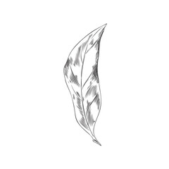 Clove plant leaf hand drawn monochrome vector illustration isolated on white.
