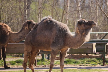 Two camels are standing in a zoological setting