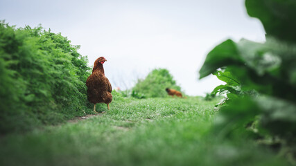 Hen grazes on green grass