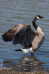 Canada goose flapping its wings