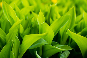 Green leaves of lily of the valley in blur. Pattern of green leaves. Natural background. Selective focus.