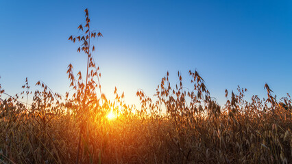 Oats field at sunrise. Sunny summer morning.
