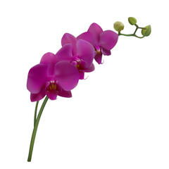 Orchid. Beautiful tropical flower. Floral background. Petals. Buds. Violet.