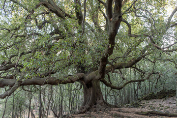 The big oak called Ilice di Carrinu located on volcano Etna
