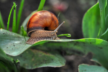 escargot