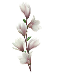 Blooming magnolia. Beautiful pink flowers. Floral background. A branch of a flowering tree. Buds.